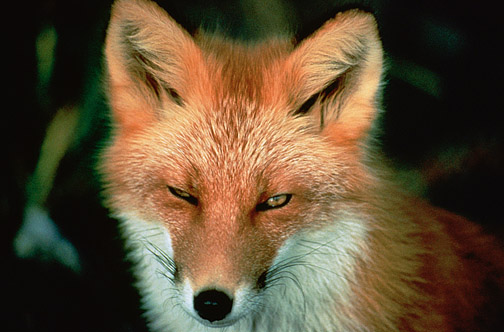 wily fox